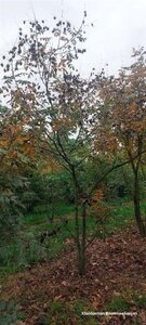 Koelreuteria paniculata 400-450 cm draadkluit meerstammig