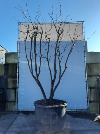 Koelreuteria paniculata 400-500 cm draadkluit meerstammig - afbeelding 1