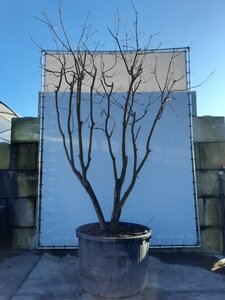 Koelreuteria paniculata 400-500 cm draadkluit meerstammig