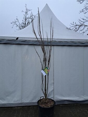 Koelreuteria pan. 'Fastigiata' 250-300 cm cont. 80L multi-stem