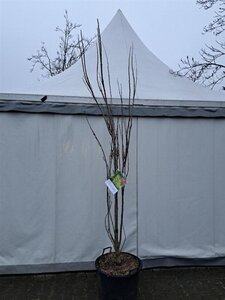 Koelreuteria pan. 'Fastigiata' 250-300 cm cont. 80L multi-stem