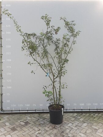 Laburnum anagyroides 225-250 cm container meerstammig
