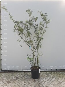 Laburnum anagyroides 225-250 cm draadkluit meerstammig