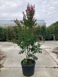 Lagerstroemia Dynamite 200-250 cm cont. 95L meerstammig