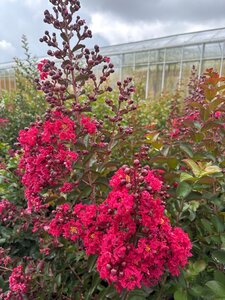 Lagerstroemia Dynamite 200-250 cm cont. 95L meerstammig
