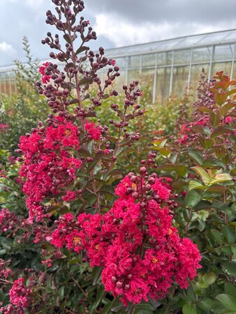 Lagerstroemia Dynamite 200-250 cm cont. 95L multi-stem