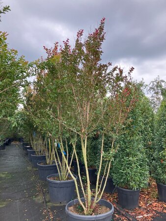 Lagerstroemia Dynamite 250-300 cm cont. 150L meerstammig