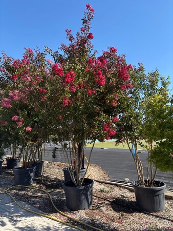 Lagerstroemia Dynamite 250-300 cm cont. 150L multi-stem