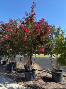 Lagerstroemia Dynamite 250-300 cm cont. 150L multi-stem