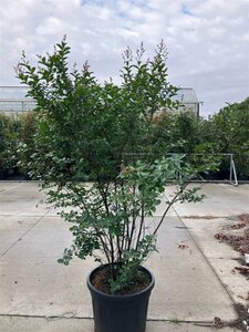 Lagerstroemia i. Best Red 200-225 cm cont. 90L meerstammig