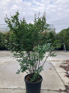 Lagerstroemia i. Best Red 200-225 cm cont. 90L meerstammig - afbeelding 2