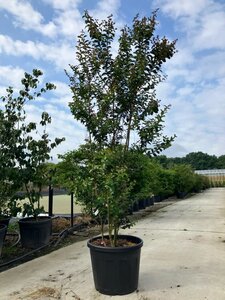 Lagerstroemia i. 'Carolina Beauty' 200-225 cm cont. 70L meerstammig