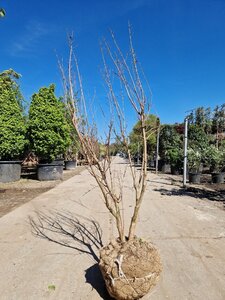 Lagerstroemia indica 125-150 cm draadkluit meerstammig