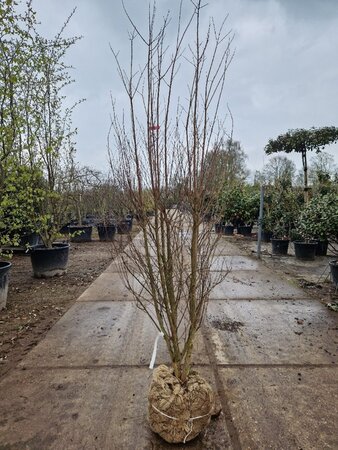 Lagerstroemia indica 150-175 cm draadkluit meerstammig