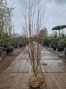 Lagerstroemia indica 150-175 cm draadkluit meerstammig