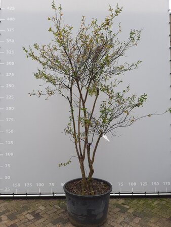 Lagerstroemia indica 250-300 cm draadkluit meerstammig