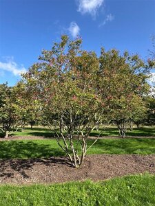 Lagerstroemia indica 400-450 cm draadkluit meerstammig solitair - afbeelding 5