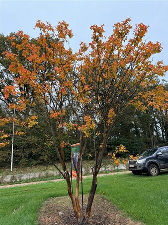 Lagerstroemia indica 400-450 cm draadkluit meerstammig solitair - afbeelding 1