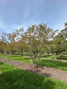 Lagerstroemia indica 400-450 cm WRB multi-stem Single - image 6