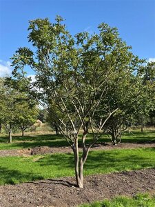 Lagerstroemia indica 400-450 cm WRB multi-stem Single - image 7