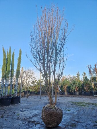 Lagerstroemia indica 400-450 cm draadkluit meerstammig - afbeelding 2
