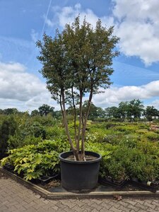 Lagerstroemia indica 400-450 cm draadkluit meerstammig