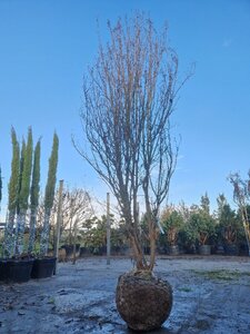 Lagerstroemia indica 400-450 cm WRB multi-stem
