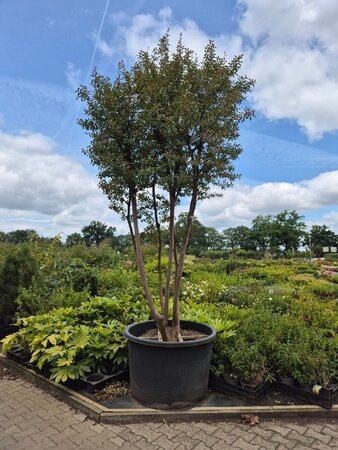 Lagerstroemia indica 400-450 cm WRB multi-stem