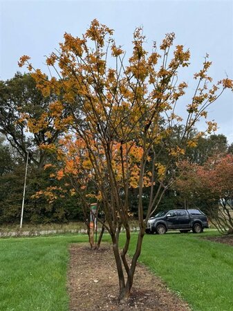 Lagerstroemia indica 500-550 cm draadkluit meerstammig - afbeelding 8