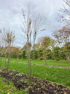 Lagerstroemia indica 500-550 cm draadkluit meerstammig - afbeelding 11