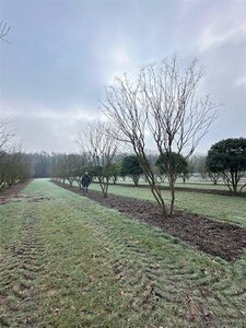 Lagerstroemia indica 500-550 cm draadkluit meerstammig - afbeelding 2