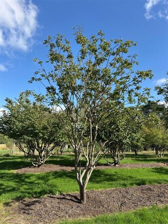 Lagerstroemia indica 500-550 cm draadkluit meerstammig - afbeelding 9