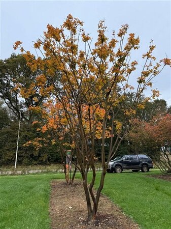 Lagerstroemia indica 500-550 cm draadkluit meerstammig - afbeelding 4