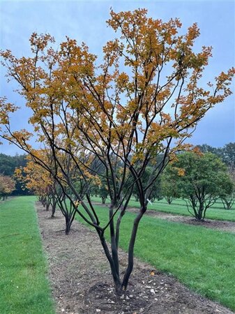 Lagerstroemia indica 500-550 cm draadkluit meerstammig - afbeelding 5