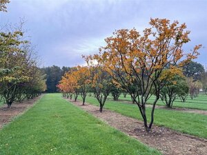 Lagerstroemia indica 500-550 cm draadkluit meerstammig - afbeelding 6