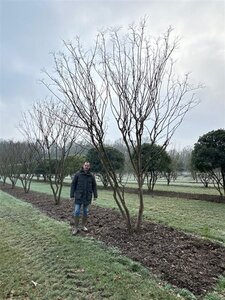 Lagerstroemia indica 500-550 cm WRB multi-stem