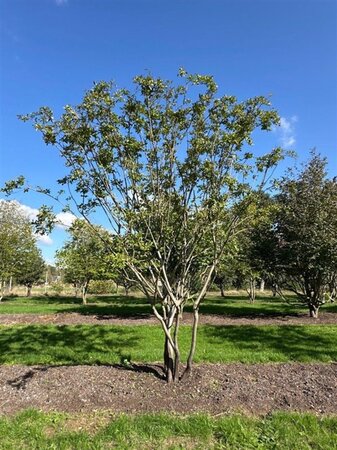 Lagerstroemia indica 500-550 cm WRB multi-stem - image 8