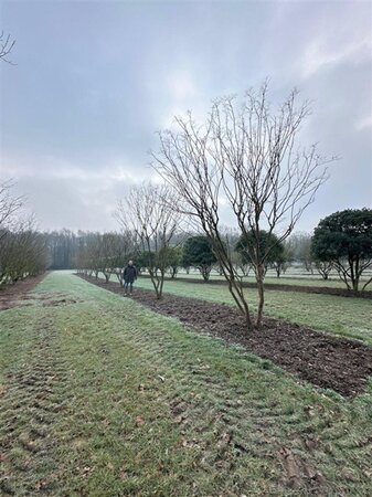 Lagerstroemia indica 500-550 cm WRB multi-stem - image 2