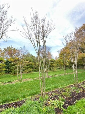 Lagerstroemia indica 500-550 cm WRB multi-stem - image 10