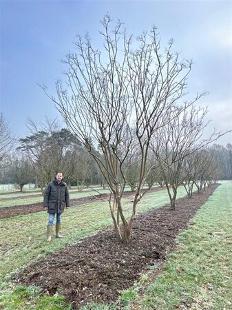 Lagerstroemia indica 500-550 cm WRB multi-stem - image 7