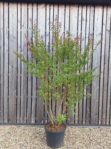 Lagerstroemia i. 'Petite Red' 175-200 cm cont. 45L meerstammig - afbeelding 2