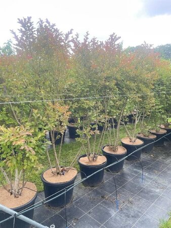 Lagerstroemia i. 'Rosea Nova' 175-200 cm cont. 45L meerstammig - afbeelding 1