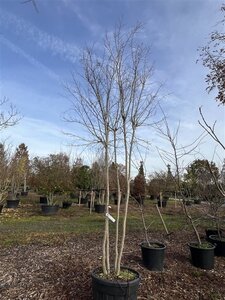 Lagerstroemia i. Violet d'Été 350-400 cm cont. 130L multi-stem