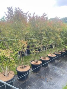Lagerstroemia 'Lipan' 175-200 cm cont. 45L meerstammig