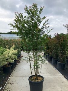 Lagerstroemia 'Lipan' 200-250 cm cont. 95L meerstammig