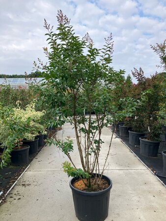 Lagerstroemia 'Muskogee' 200-225 cm cont. 90L meerstammig - afbeelding 2
