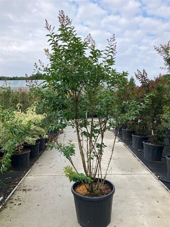 Lagerstroemia 'Muskogee' 200-225 cm cont. 90L meerstammig - afbeelding 1