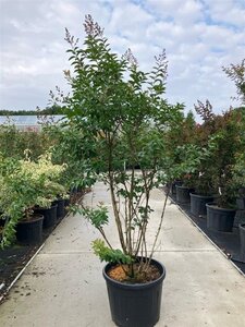 Lagerstroemia 'Muskogee' 200-225 cm cont. 90L meerstammig