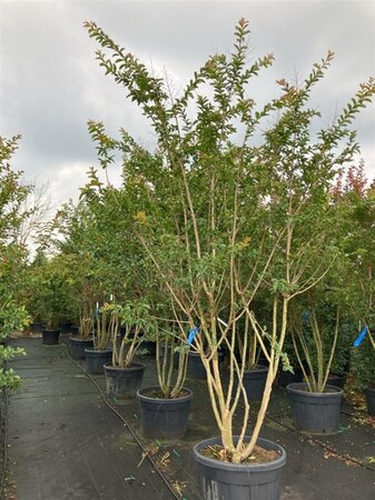 Lagerstroemia 'Muskogee' 250-300 cm cont. 150L multi-stem - image 2