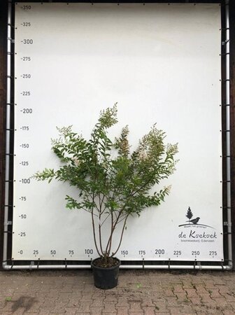 Lagerstroemia 'Natchez' 150-175 cm container meerstammig